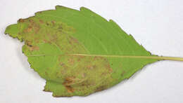 Image of Jewelweed Leafminer