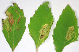 Image of Jewelweed Leafminer