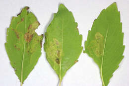 Image of Jewelweed Leafminer