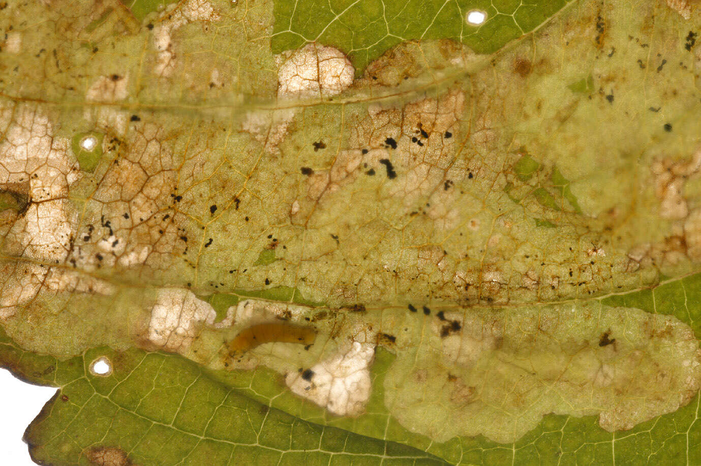 Image of Jewelweed Leafminer