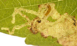 Image of Jewelweed Leafminer