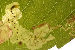 Image of Jewelweed Leafminer