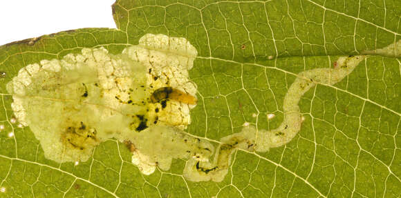 Image of Jewelweed Leafminer