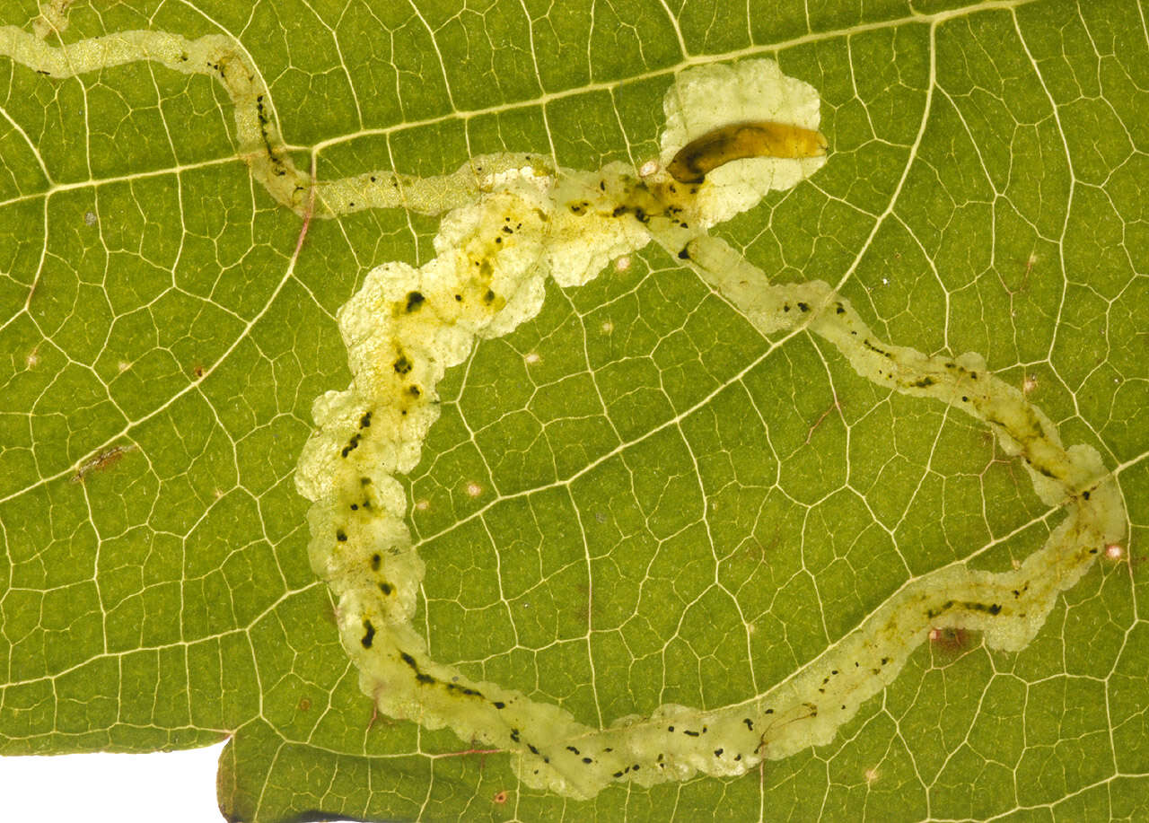 Image of Jewelweed Leafminer