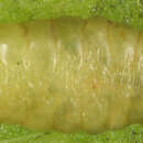 Image of Agromyzidae