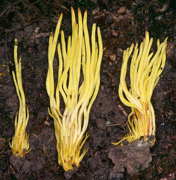 Imagem de Clavulinopsis fusiformis (Sowerby) Corner 1950