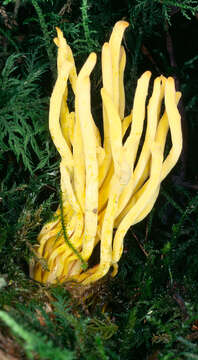 Clavulinopsis fusiformis (Sowerby) Corner 1950 resmi