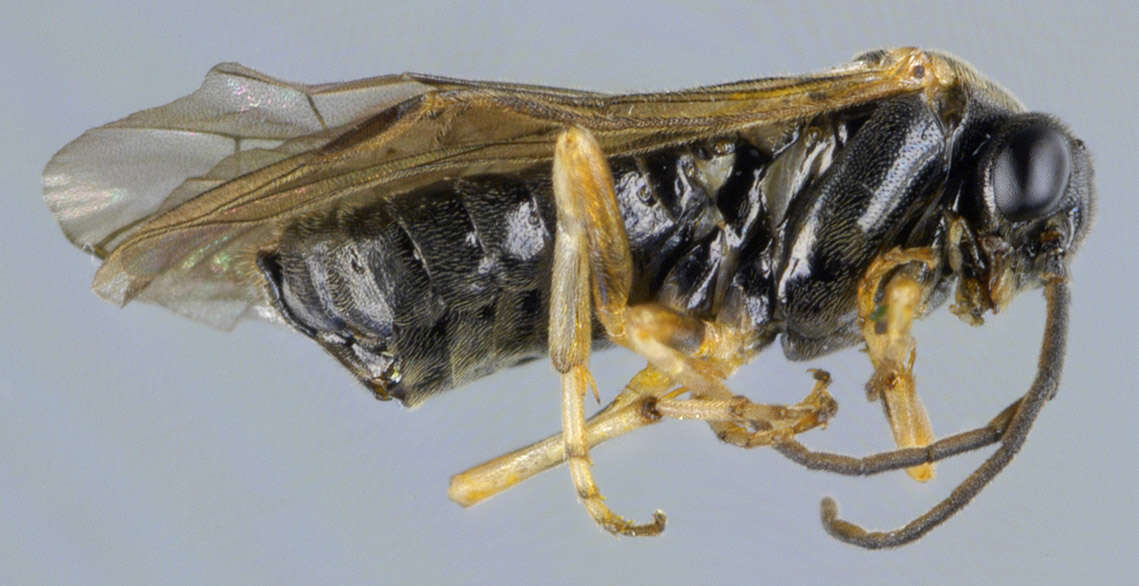 Image of Symphyta