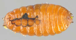 Image of Jewelweed Leafminer