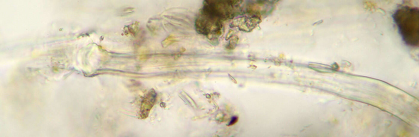 Image of Didymosphenia M. Schmidt 1899