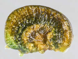 Image of Rivularia haematites C. Agardh ex Bornet & Flahault 1886
