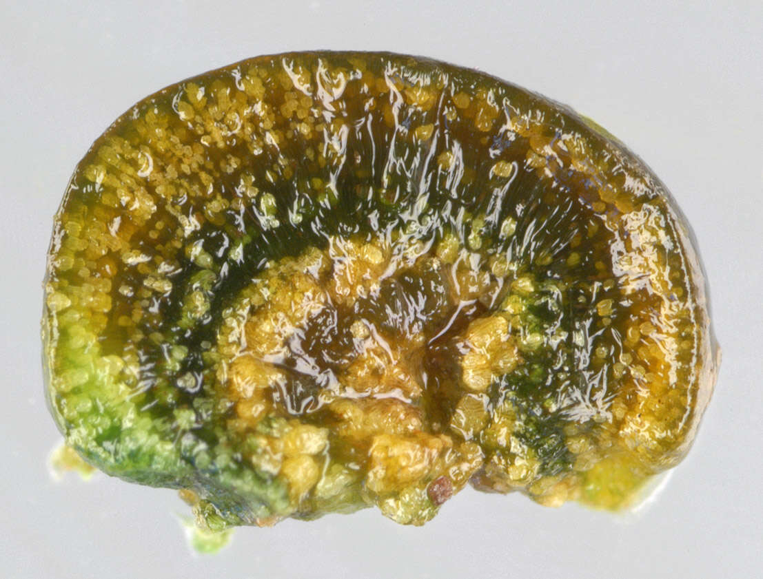 Image of Rivularia haematites C. Agardh ex Bornet & Flahault 1886