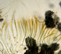 Image of Rivularia haematites C. Agardh ex Bornet & Flahault 1886
