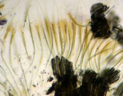 Image of Rivularia haematites C. Agardh ex Bornet & Flahault 1886
