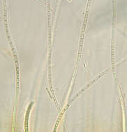 Image of Rivularia haematites C. Agardh ex Bornet & Flahault 1886