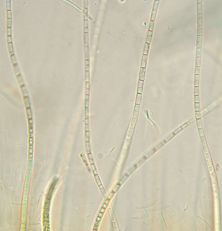Image of Rivularia haematites C. Agardh ex Bornet & Flahault 1886