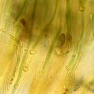 Image of Rivularia haematites C. Agardh ex Bornet & Flahault 1886