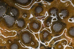 Image of Rivularia haematites C. Agardh ex Bornet & Flahault 1886