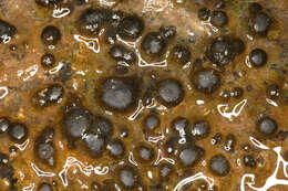 Image of Rivularia haematites C. Agardh ex Bornet & Flahault 1886