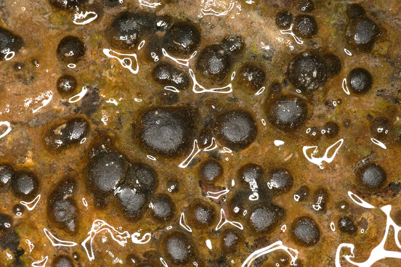 Image of Rivularia haematites C. Agardh ex Bornet & Flahault 1886