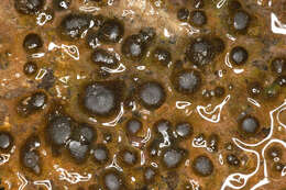 Image of Rivularia haematites C. Agardh ex Bornet & Flahault 1886