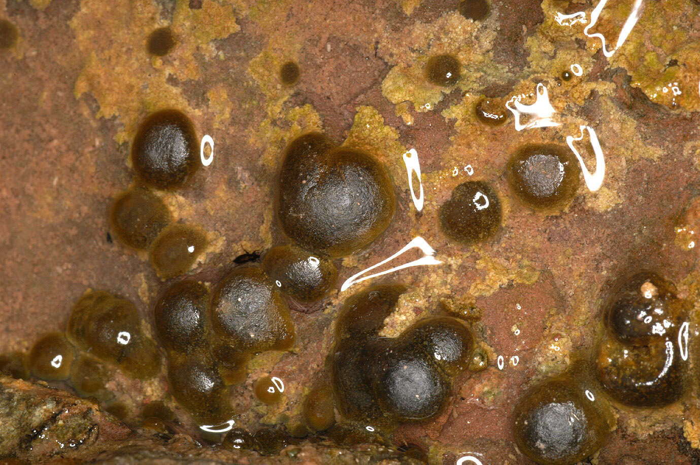Image of Rivularia haematites C. Agardh ex Bornet & Flahault 1886