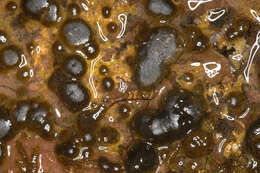Image of Rivularia haematites C. Agardh ex Bornet & Flahault 1886