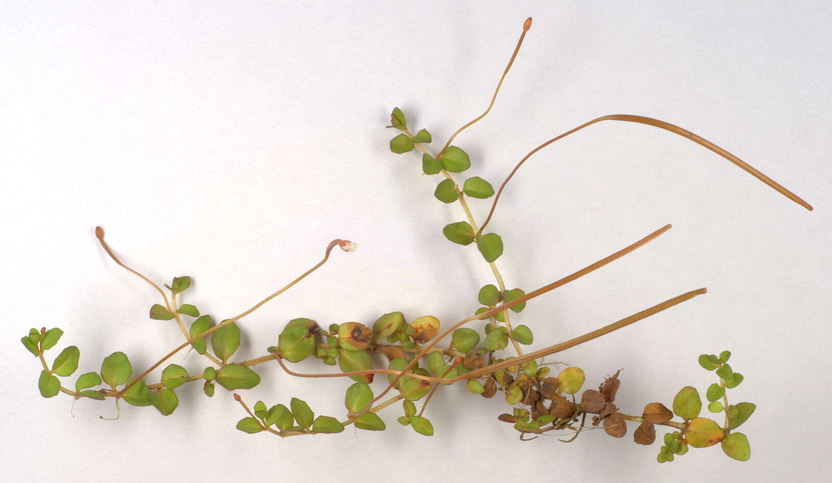 Image of Epilobium brunnescens (Cockayne) Raven & Engelhorn