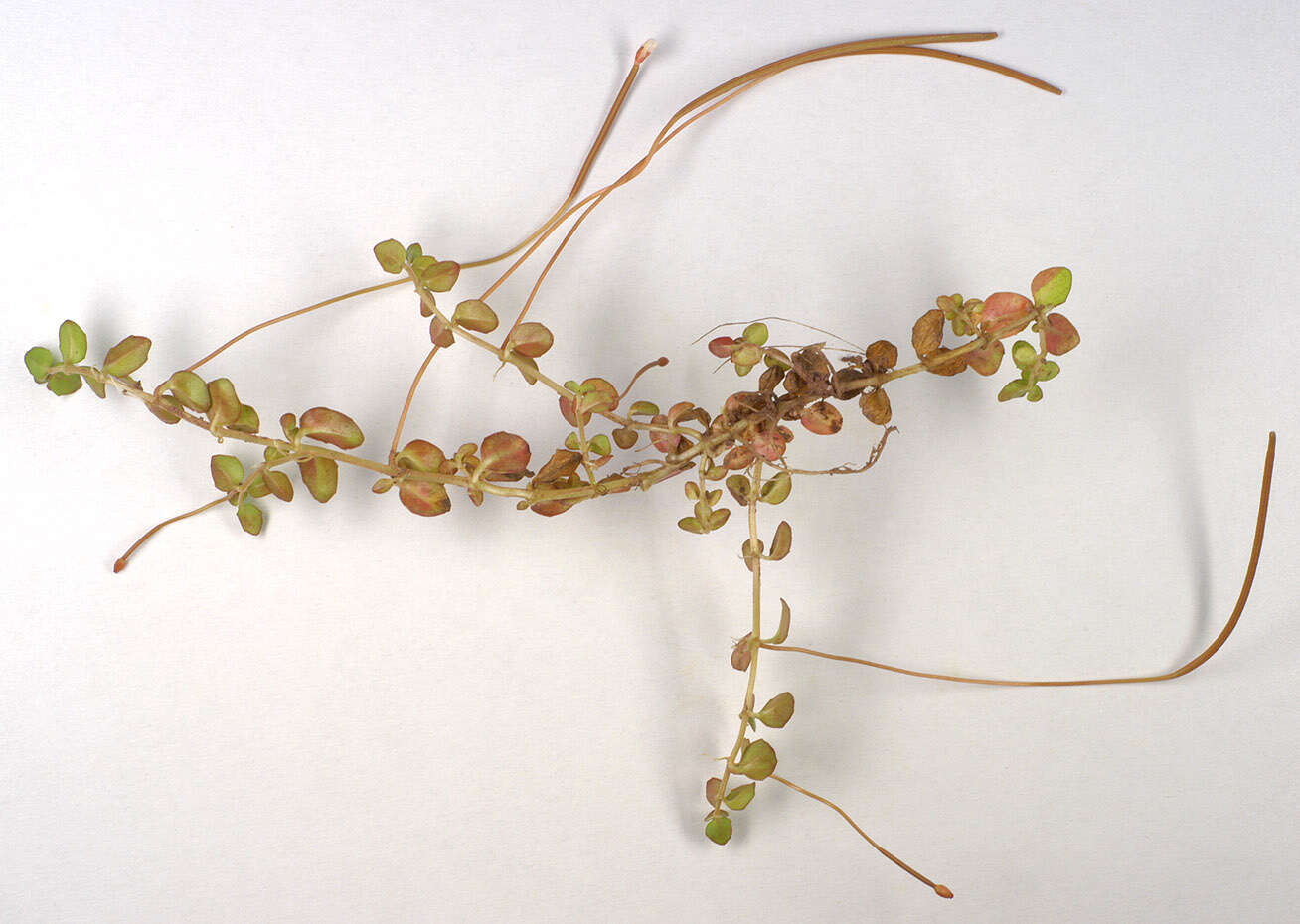 Image of Epilobium brunnescens (Cockayne) Raven & Engelhorn