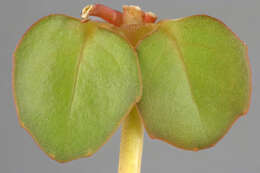 Image of Epilobium brunnescens (Cockayne) Raven & Engelhorn