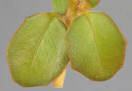 Image of Epilobium brunnescens (Cockayne) Raven & Engelhorn