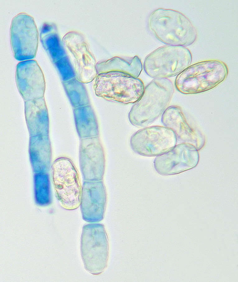 Podosphaera epilobii (Wallr.) de Bary 1870的圖片