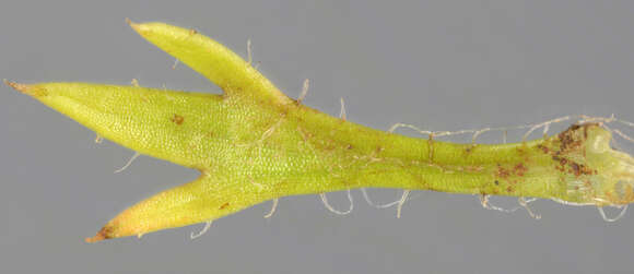 Image of Saxifraga hypnoides L.