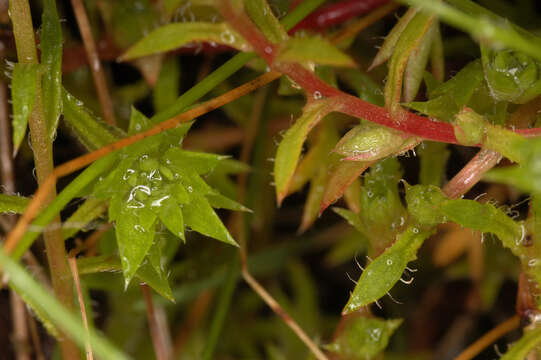 Image of Saxifraga hypnoides L.