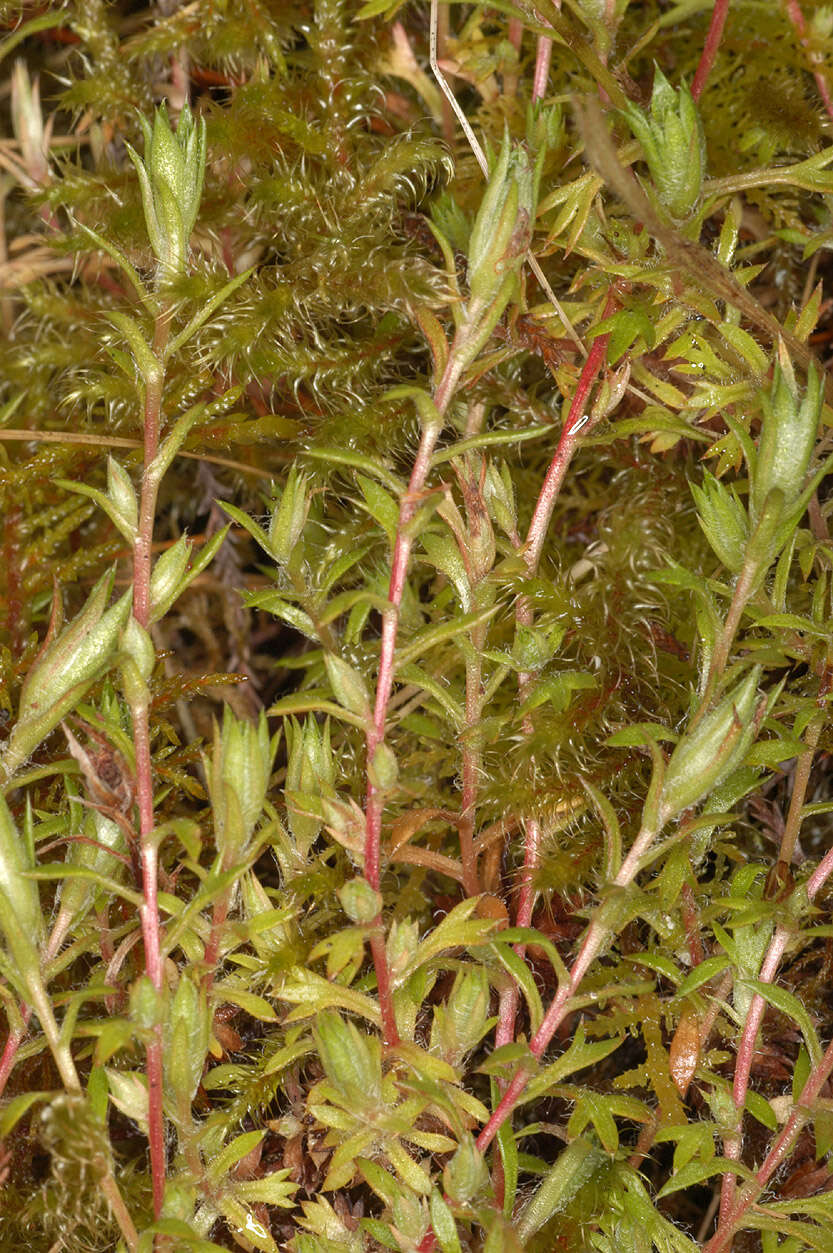 Image of Saxifraga hypnoides L.