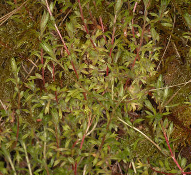 Image of Saxifraga hypnoides L.