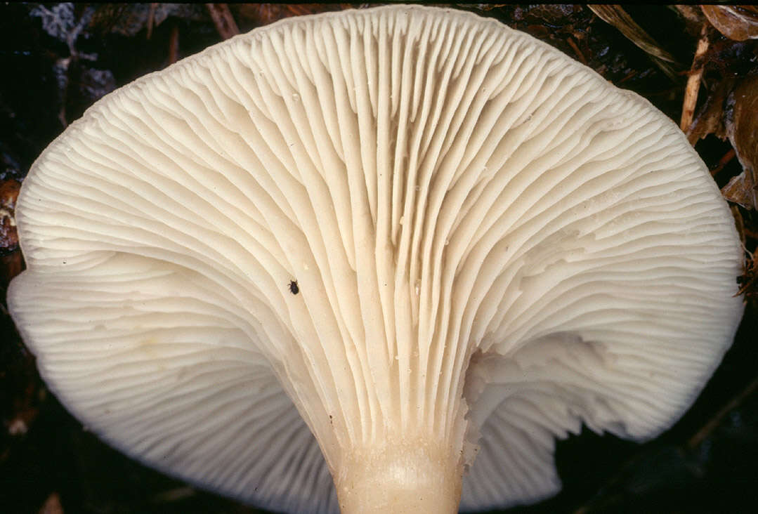 Image of Clitocybe phaeophthalma (Pers.) Kuyper 1981