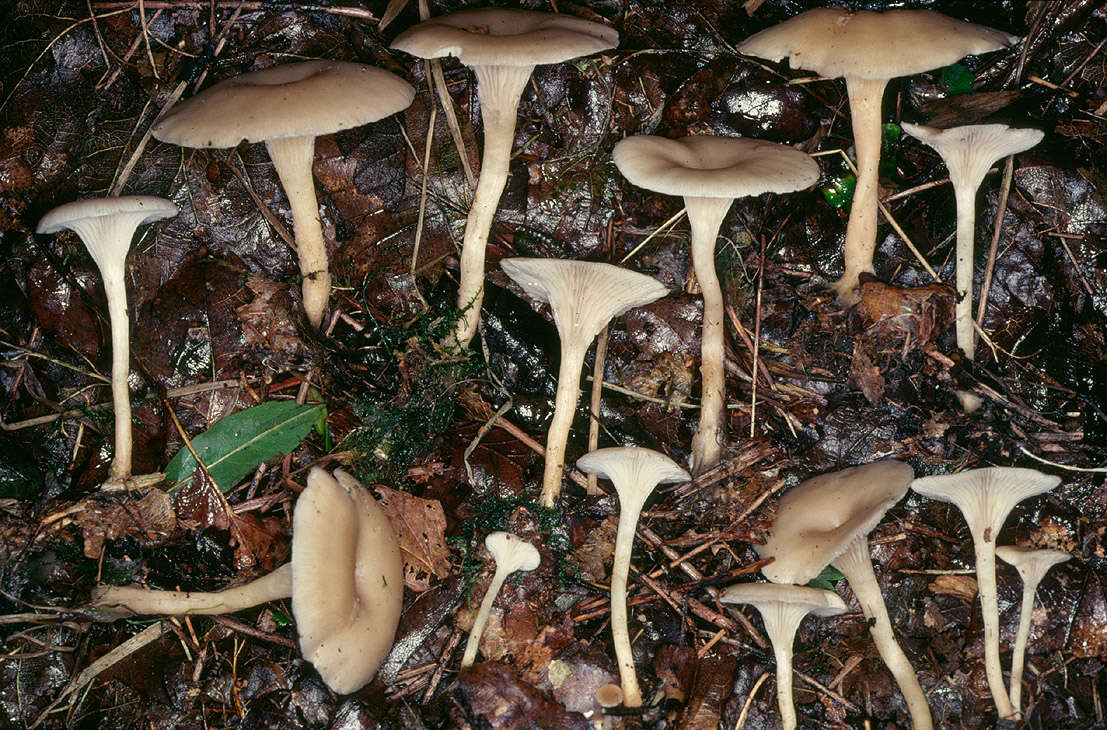 Image of Clitocybe phaeophthalma (Pers.) Kuyper 1981