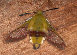 Image of broad-bordered bee hawk-moth