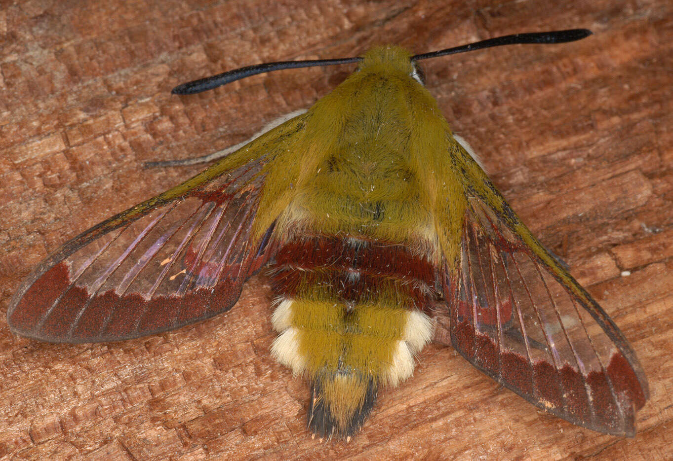 Image of broad-bordered bee hawk-moth