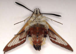 Image of broad-bordered bee hawk-moth