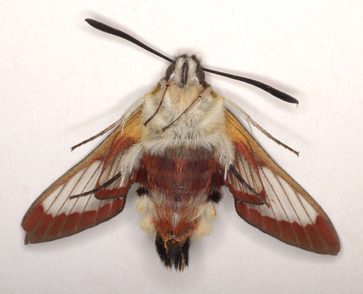 Image of broad-bordered bee hawk-moth