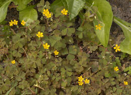 Image of creeping woodsorrel