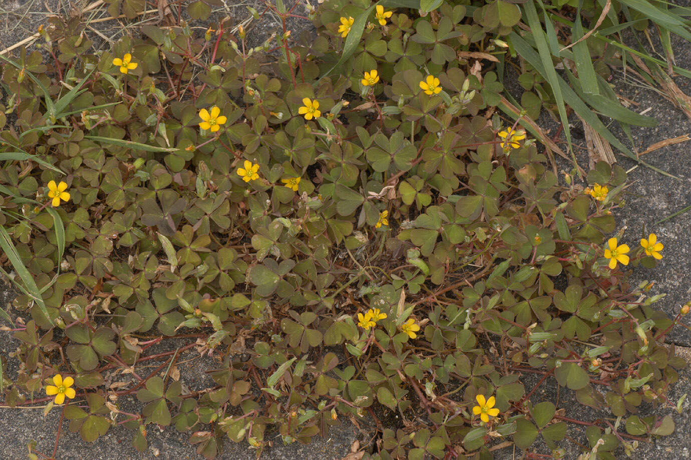 Image of creeping woodsorrel