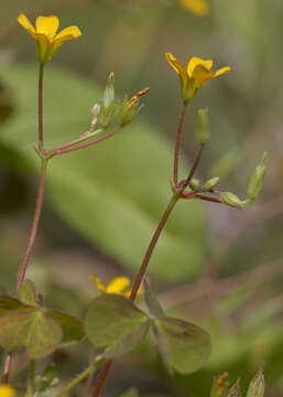 Imagem de Oxalis corniculata L.