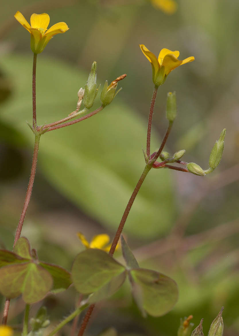 Image of creeping woodsorrel