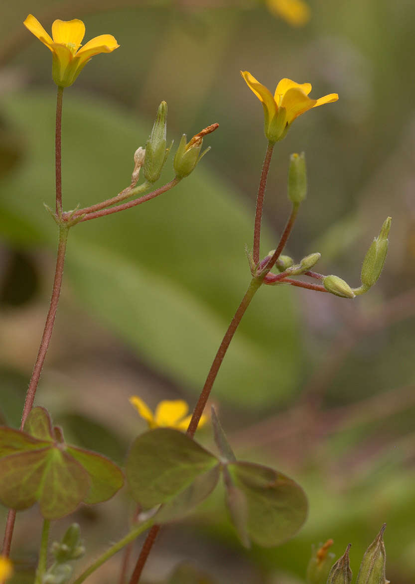 Image of creeping woodsorrel