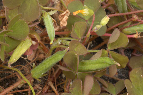 Imagem de Oxalis corniculata L.