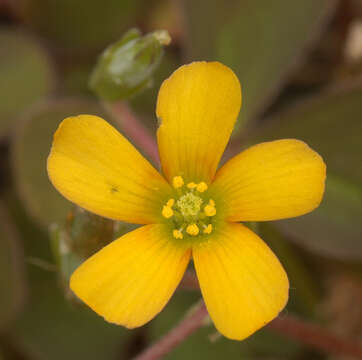 Image of creeping woodsorrel