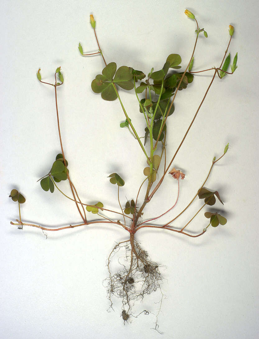 Image of creeping woodsorrel